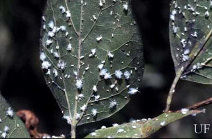 Figure 3. A colony of Shivaphis celti Das, an Asian hackberry aphid, colony on Celtis. Note copious quantities of bluish white wax around the insects.