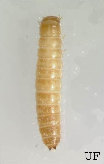 Figure 9. Larva of a flour beetle, Tribolium sp.