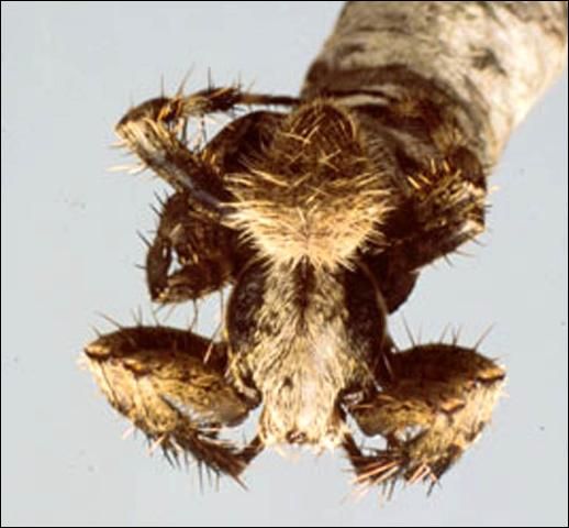 Figure 5. Closeup of male Neoscona crucifera (Lucas), an orb weaver.