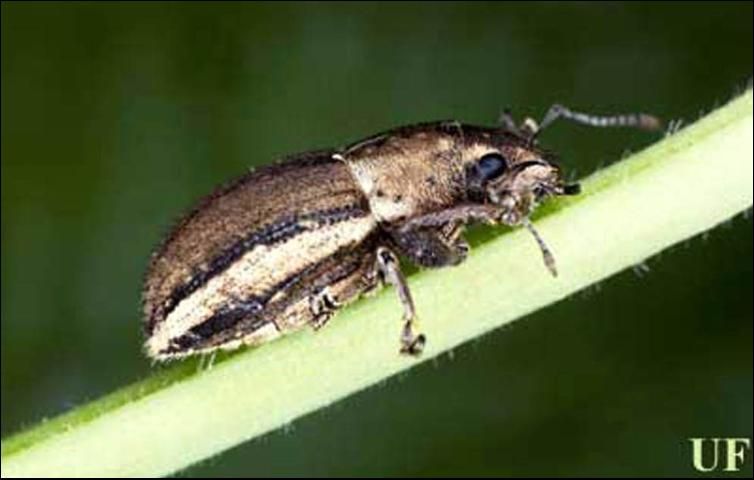 Figure 3. Lateral view of an adult female whitefringed beetle, Naupactus sp.