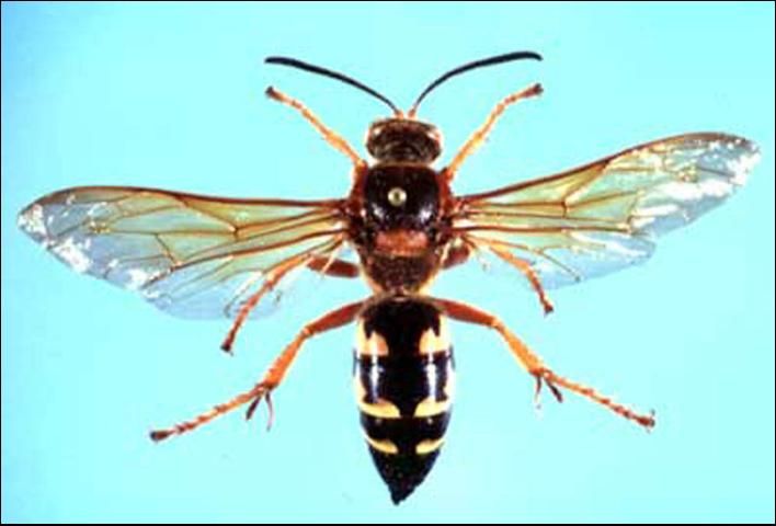 Figure 2. Sphecius speciosus (Drury), a cicada killer wasp.