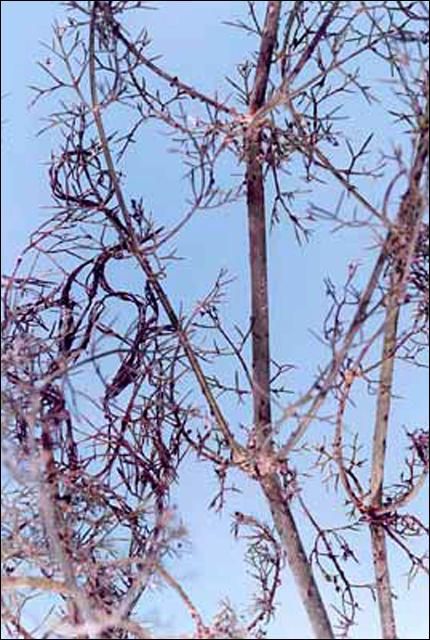 Figure 2. Damage to fennel by coriander aphids, Hyadaphis coriandri (Das).