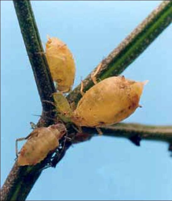 Figure 1. Colony of coriander aphids, Hyadaphis coriandri (Das), on fennel.