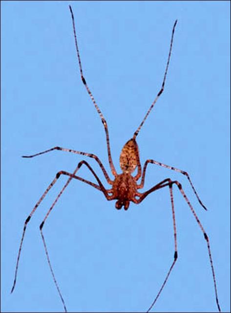 Figure 6. Female spitting spider, Scytodes sp.