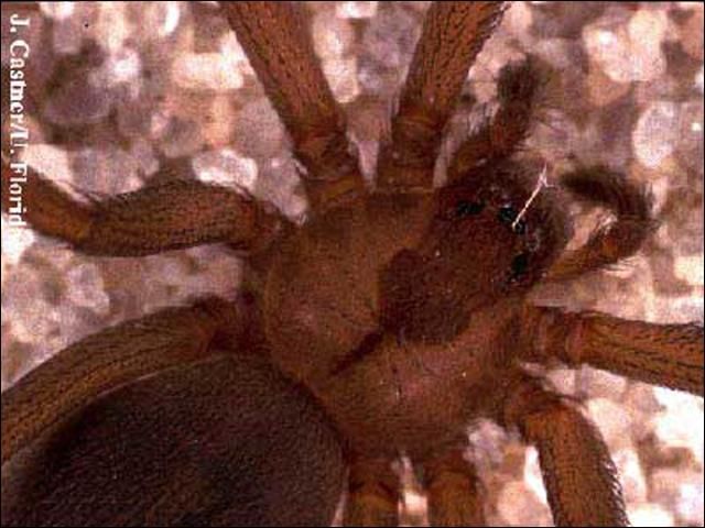 Figure 2. Detail of the carapace of the brown recluse spider, Loxosceles reclusa Gertsch & Mulaik, showing the dark fiddle-shaped marking often used to identify this spider.