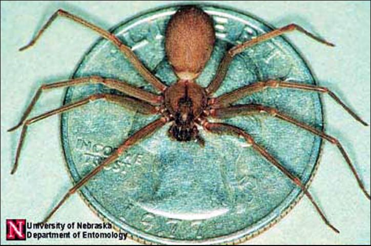 Figure 3. Adult brown recluse spider, Loxosceles reclusa Gertsch & Mulaik, showing leg length relative to a US quarter.