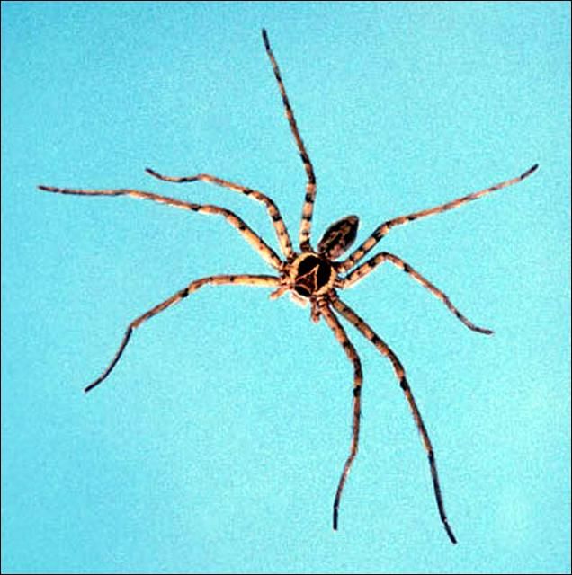 Figure 7. Male huntsman spider, Heteropoda venatoria (Linnaeus).