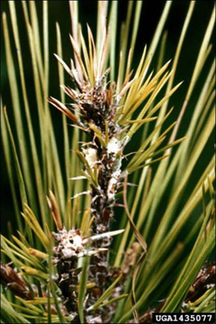 Figure 2. Damage caused by the Nantucket pine tip moth, Rhyacionia frustrana (Comstock).