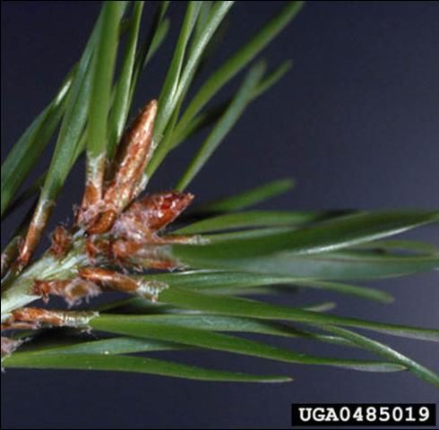 Figure 4. Larva of the Nantucket pine tip moth, (Comstock), feeding at the base of a needle.