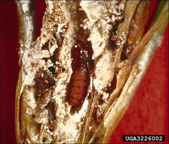 Figure 6. Pupae of the Nantucket pine tip moth, Rhyacionia frustrana (Comstock), inside a pine shoot.