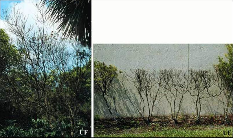 Figure 5. Palo de cera en bosque natural (izquierda) y como cerca viva (derecho), muertos por causa de infestaciones de la escama lobada de laca, Paratachardina pseudolobata Kondo & Gullan.