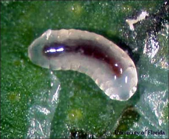 Figure 3. Larva of Semielacher petiolatus (Girault), an ectoparasitoid of the citrus leafminer, Phyllocnistis citrella Stainton.