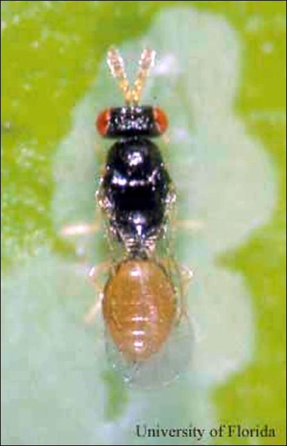 Figure 1. Adult female Semielacher petiolatus (Girault), an ectoparasitoid of the citrus leafminer, Phyllocnistis citrella Stainton.