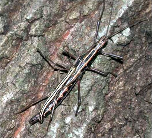 Figure 1. Male and female of the twostriped walkingstick, Anisomorpha buprestoides (Stoll), as usually seen. The female is the larger of the two.
