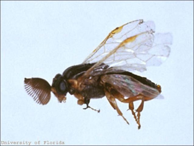 Figure 4. Adult male slash pine sawfly, Neodiprion merkeli Ross.