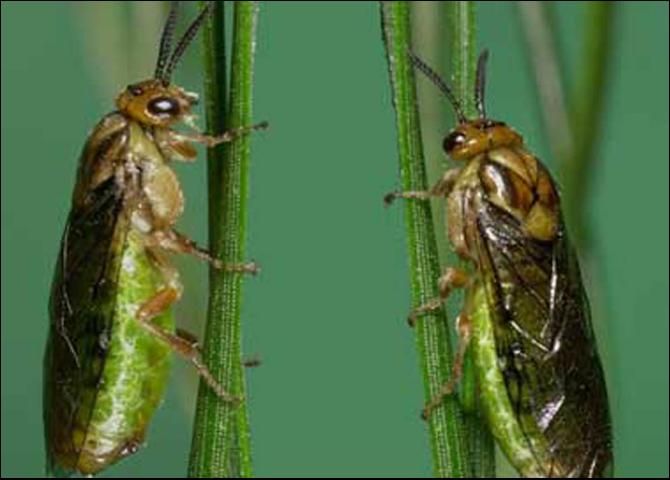 Figure 5. Adults of the blackheaded pine sawfly, Neodiprion excitans Rohwer.