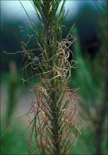 Figure 17. Typical straw-like feeding damage caused by the redheaded pine sawfly, Neodiprion lecontei (Fitch).
