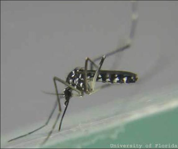 Figure 3. Adult Asian tiger mosquito, Aedes albopictus (Skuse).