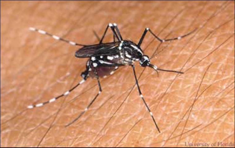 Figure 1. Adult Asian tiger mosquito, Aedes albopitus (Skuse).