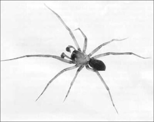Figure 1. Male Metaltella simoni (Keyserling), a Cribellate spider.