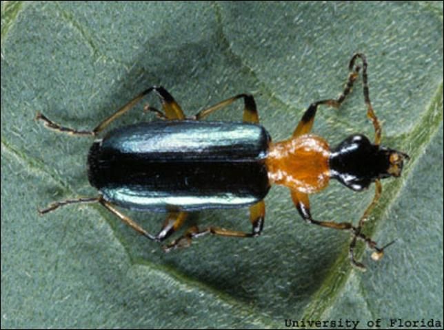 Figure 1. Adult Calleida decora (Fabricius), a ground beetle.