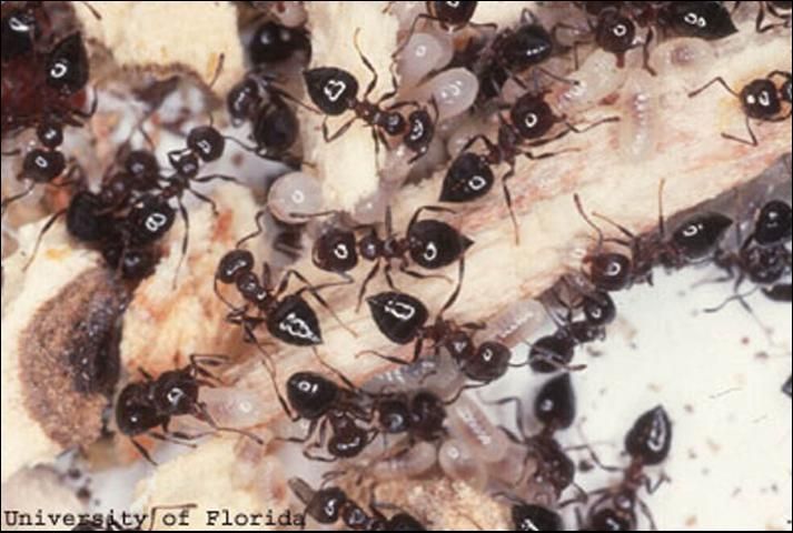 Figure 4. Workers and brood of the acrobat ant, Crematogaster ashmeadi Emery.