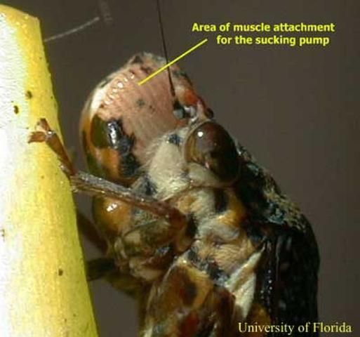 Figure 17. All xylem-feeding sharpshooters have enlarged heads that are full of dilator muscles; including this species, Paraulacizes irrorata Young.