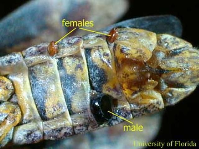Figure 25. This Oncometopia nigricans (Walker) sharpshooter is parasitized by three strepsipterans, which are visible on the ventral side of the abdomen.
