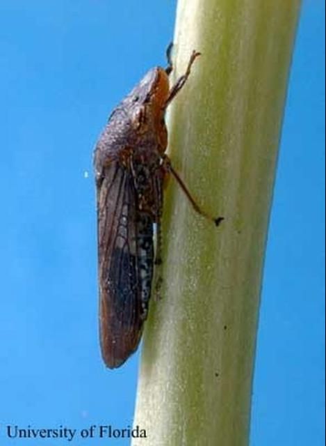 Figure 5. An adult Homalodisca vitripennis (Germar), the glassy-winged sharpshooter.