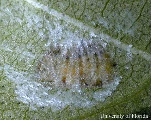 Figure 9. Egg mass of Homalodisca vitripennis (Germar), the glassy-winged sharpshooter, inserted into a cotton leaf with chalky white brochosomes present.