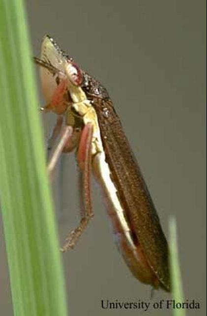 Figure 6. An adult Homalodisca insolita (Walker), a sharpshooter.