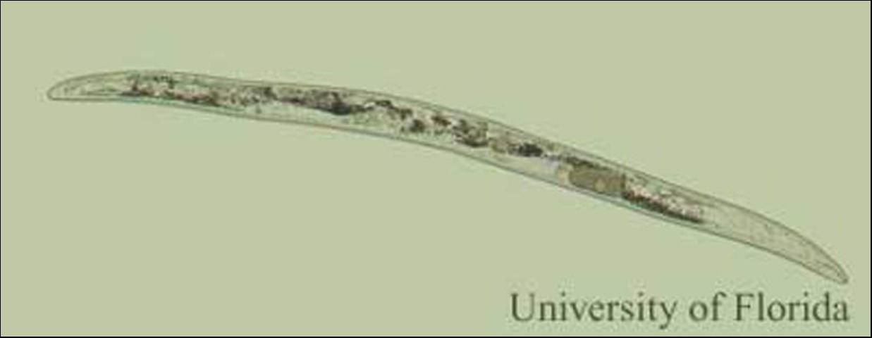 Figure 2. Female Paratrichodorus minor.
