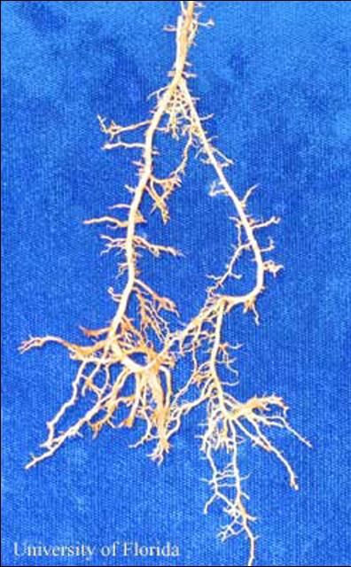 Figure 1. St. Augustinegrass roots with stubby-root symptoms caused by Paratrichodorus minor