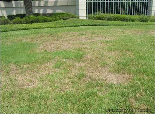 Figure 8. Dying patches of St. Augustinegrass resulting from a high infestation of Trichodorus obtusus combined with drought stress.