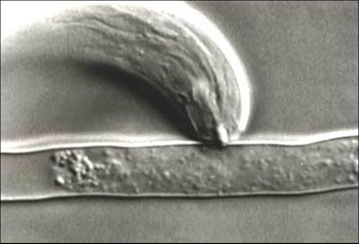 Figure 3. Stubby-root nematode feeding on a root hair through a feeding tube.