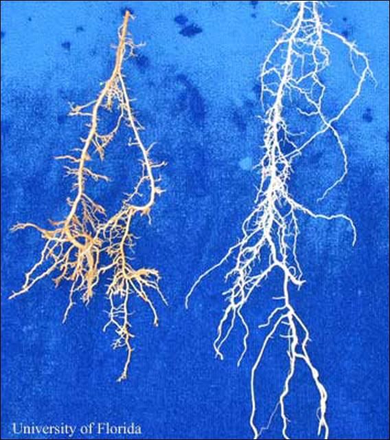 Figure 9. St. Augustinegrass roots grown in soil inoculated with Trichodorus obtusus (left) and in non-inoculated soil (right).