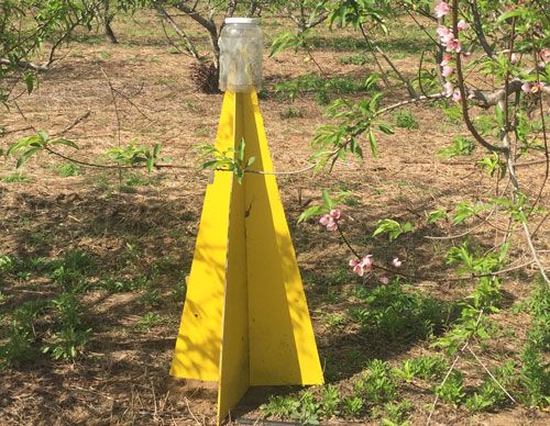 Figure 9. A pyramid trap used to monitor stink bugs in a peach orchard. A pheromone lure attractive to the brown marmorated stink bug, Halyomorpha halys (Stål), is placed inside the trap top to increase trap capture. A black trap is most commonly used for the brown marmorated stink bug.