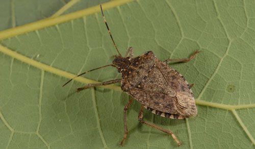 Figure 1. An adult brown marmorated stink bug, Halyomorpha halys (Stål).