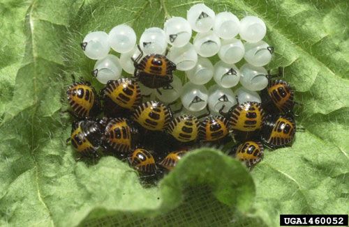 Figure 4. Recently hatched nymphs of the brown marmorated stink bug, Halyomorpha halys (Stål), aggregated near their egg clutch.