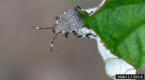 Figure 5. Late instar nymph of the brown marmorated stink bug, Halyomorpha halys (Stål).