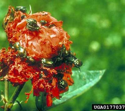 Figure 10. Adult Japanese beetle, Popillia japonica Newman, feeding damage on rose bloom.