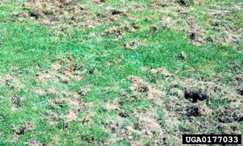 Figure 2. Grass turf damaged by larvae of the Japanese beetle, Popillia japonica Newman.