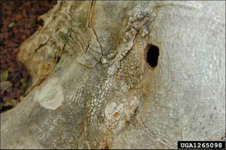 Figure 2. Exit hole created by the emergence of an adult citrus longhorned beetle, Anoplophora chinensis (Forster).