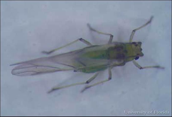 Figure 3. Winged adult greenbug, Schizaphis graminum (Rondani).