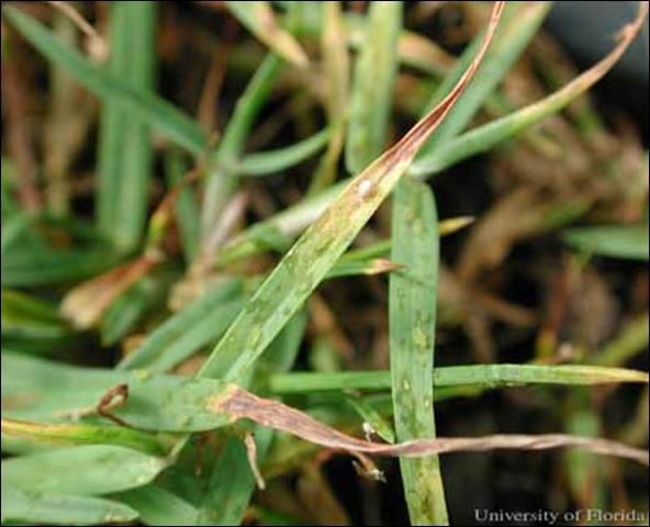 Figure 8. Greenbug, Schizaphis graminum (Rondani), aphid 'mummy' (parasitized aphid) on seashore paspalum turfgrass.