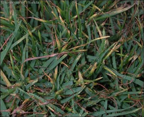 Figure 5. Damage symptoms from greenbug, Schizaphis graminum (Rondani), feeding on seashore paspalum turfgrass. Note yellow, red and dead leaf tips. Molted 'skins' of aphids are visible as small white spots throughout this image.