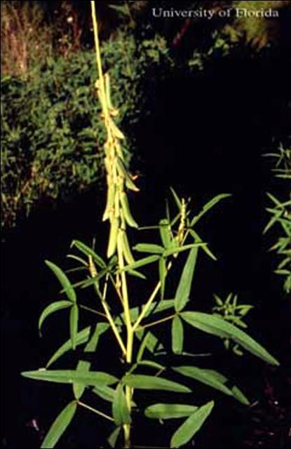 Figure 7. Lanceleaf rattlebox, Crotalaria lanceolata E. Mey, in fruit. This plant is a host of the ornate bella moth, Utetheisa ornatrix (Linnaeus).