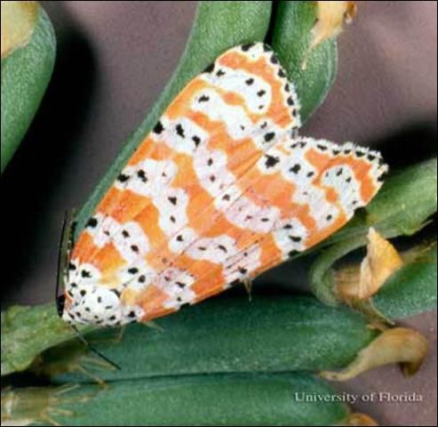 Figure 5. Adult ornate bella moth, Utetheisa ornatrix (Linnaeus), on fruit of lanceleaf rattlebox, Crotalaria lanceolata E. Mey.