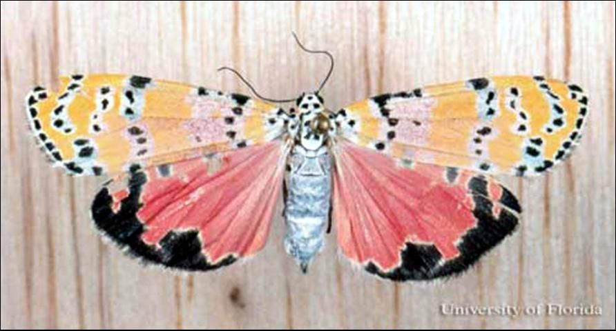 Figure 6. Adult ornate bella moth, Utetheisa ornatrix (Linnaeus), with wings spread.