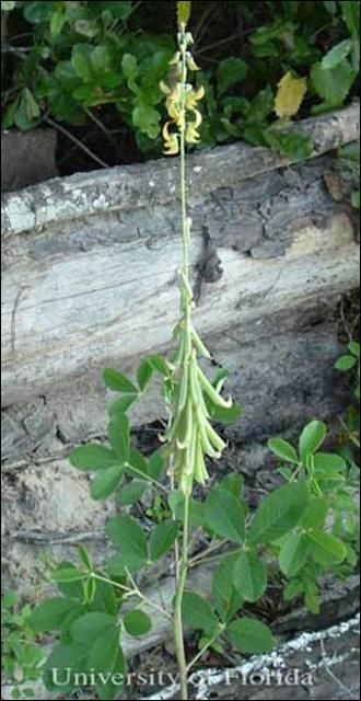 Figure 9. Smooth rattlebox, Crotalaria pallida Aiton var. obovata (G. Don) Pohill (formerly Crotalaria mucronata Desv.), with flowers and fruit. This plant is a host of the ornate bella moth, Utetheisa ornatrix (Linnaeus).
